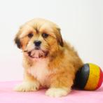Lhasa Apso - puppy's te koop (Belgisch), Dieren en Toebehoren, Honden | Chihuahua's en Gezelschapshonden, CDV (hondenziekte), Meerdere