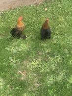Jonge haantjes, Dieren en Toebehoren, Pluimvee