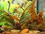 Aquariumplant - Cryptocoryne wendtii Brown, Ophalen of Verzenden