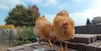 Wyandotte kriel haantjes, Dieren en Toebehoren, Pluimvee