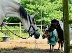 15 jarige pre, Dieren en Toebehoren, Paarden, Minder dan 160 cm, Gechipt, Ruin, Niet van toepassing