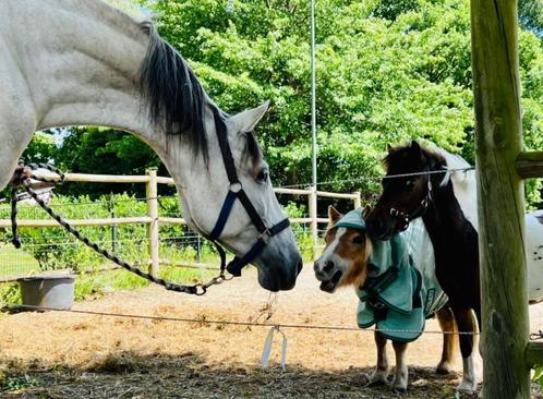 15 jarige pre, Dieren en Toebehoren, Paarden, Ruin, Niet van toepassing, Minder dan 160 cm, 11 jaar of ouder, Dressuurpaard, Met stamboom