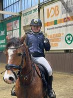 Prachtige C pony - Orlando, Dieren en Toebehoren, Gechipt, Ruin, Springpony, 7 tot 10 jaar