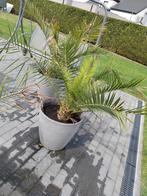 Palmbomen, Ophalen