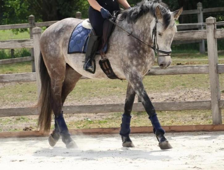 DRINGEND: halve stal/bijrijder gezocht in dressuurstal, Dieren en Toebehoren, Paarden, Ruin, 165 tot 170 cm, 7 tot 10 jaar, Dressuurpaard