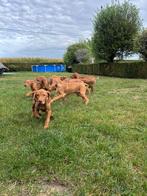 Mooie vizsla pups, Dieren en Toebehoren, Honden | Retrievers, Spaniëls en Waterhonden, België, CDV (hondenziekte), 8 tot 15 weken