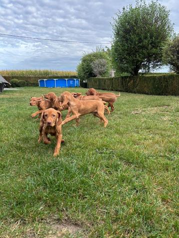 Mooie vizsla pups beschikbaar voor biedingen