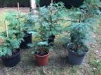 conifeertjes, sparretjes 6 stuks nu planttijd, Tuin en Terras, Ophalen, In pot, Overige soorten, Minder dan 100 cm