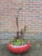 Bonsai meidoorn, Tuin en Terras, Ophalen of Verzenden