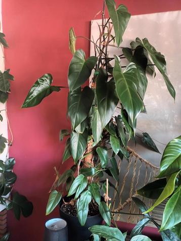 PHILODENDRON Burgundy Lady  beschikbaar voor biedingen