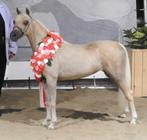 verdwenen/gestolen minipaardje Hope, Dieren en Toebehoren, Merrie, A pony (tot 1.17m), Met stamboom, 3 tot 6 jaar