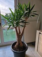 Prachtige yucca plant., Tuin en Terras, Planten | Bomen, Ophalen