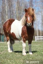 Shetland gezocht, Dieren en Toebehoren, Pony's