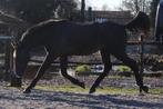 Polyvalente 2,5-jarige ruin - kleinzoon Cicero Z & Toto Jr, Dieren en Toebehoren, Paarden, Z, Gechipt, Ruin, 0 tot 2 jaar