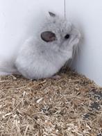 chinchillas, Kooi, Gebruikt, Minder dan 75 cm, Chinchilla