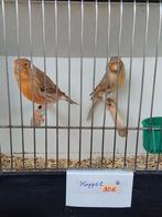 Kanaries, Dieren en Toebehoren