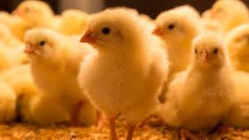 jour des poussins avant l'éclosion : 17 décembre pour la via, Animaux & Accessoires, Volatiles, Poule ou poulet, Femelle