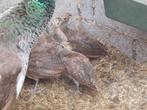Pauw kuikens te koop  2 maand oud 4 stuks blauwe pauw, Dieren en Toebehoren, Pluimvee, Geslacht onbekend, Overige soorten