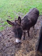 MINI EZELMERIE (gedekt door gekeurde hengst bevvzw), Dieren en Toebehoren, Paarden, Merrie