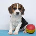 Chiots Beagle à vendre (belges) - aussi bleu, Commerçant, Beagle, 8 à 15 semaines, Plusieurs