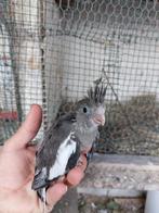 Callopsite te koop