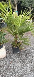 Palmbomen trachycarpus fortunei!, Tuin en Terras, Planten | Tuinplanten, Ophalen