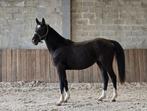 Paarden en veulens te koop uit eigen fokkerij, Dieren en Toebehoren, Meerdere dieren, Niet van toepassing