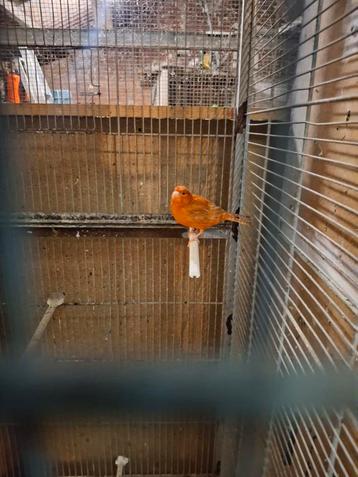 Mooi rood-isabel popje te koop beschikbaar voor biedingen