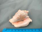 Schelp (Conch schelp) 8cm, Schelp(en), Ophalen