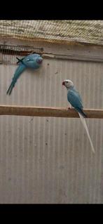 Koppel halsbanden, Dieren en Toebehoren