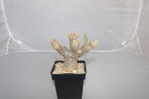 Pachypodium saundersii, Huis en Inrichting, Kamerplanten, Vetplant, Minder dan 100 cm, Groene kamerplant, Volle zon, In pot, Ophalen of Verzenden