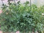 Rocamboles ,persil ,rhubarbe ,plantes.   Échange aromatiques, Tuin en Terras, Planten | Tuinplanten, Ophalen