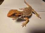 Jonge baardagaam | Orange hypo het trans ️33% het zero♂️, Dieren en Toebehoren, Tam, 0 tot 2 jaar
