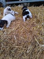 Jack Russel, Dieren en Toebehoren, Honden | Jack Russells en Terriërs, België, Jack Russell Terriër, 8 tot 15 weken, CDV (hondenziekte)