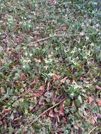 Nu bloeiende sneeuwklokjes te koop, Tuin en Terras, Bloembollen en Zaden, Ophalen, Voorjaar, Halfschaduw, Bloembol