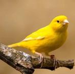 gele kanarie man, Dieren en Toebehoren, Vogels | Kanaries, Mannelijk, Zangkanarie