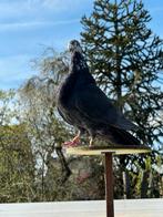 Jiennense à vendre, Animaux & Accessoires, Oiseaux | Pigeons, Mâle