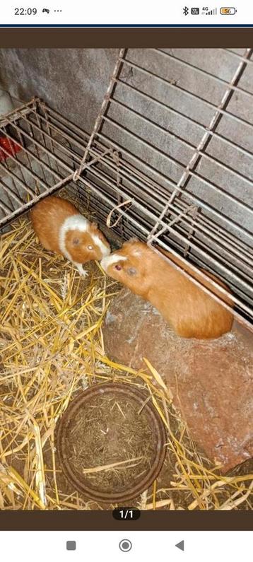 Cavia beertjes  beschikbaar voor biedingen