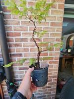 Dawn Redwood bonsai, Ophalen