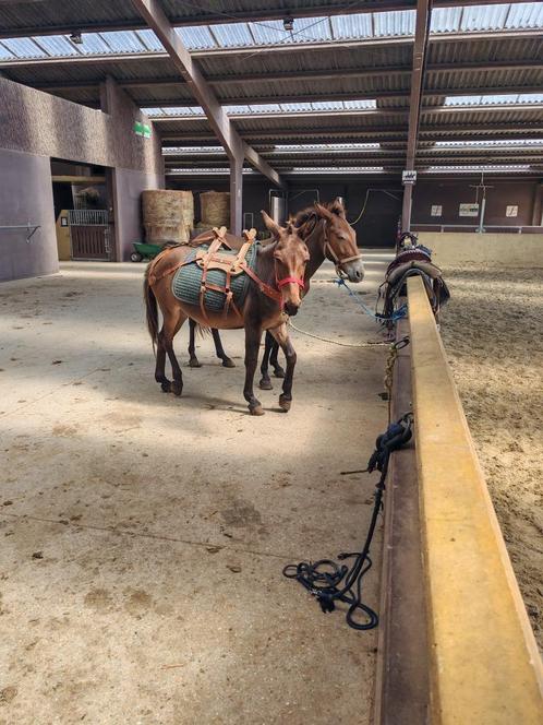 2 muilezels, Dieren en Toebehoren, Paarden, Meerdere dieren, Zadelmak, Gechipt, Ontwormd