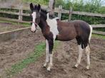 Mooi zwartbonte merrieveulen, Dieren en Toebehoren, Paarden, Merrie, Springpaard, Gechipt, Niet van toepassing