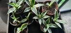 Agave americana 9st  25€, Tuin en Terras, Planten | Tuinplanten, Vaste plant, Overige soorten, Ophalen, Volle zon