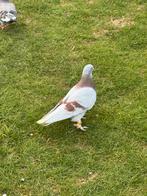 Pigeon Takla à vendre, Animaux & Accessoires, Oiseaux | Pigeons, Mâle, Autres espèces