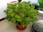 crassula, Huis en Inrichting, Kamerplanten, Ophalen, Vetplant, Minder dan 100 cm, Volle zon