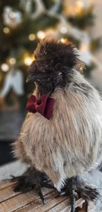 Knappe haan zoekt baan, Mâle, Poule ou poulet