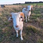 Dekrammen wiltshire horns