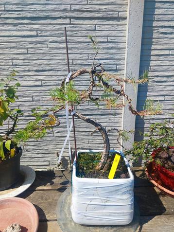 startplant prebonsai pinus beschikbaar voor biedingen