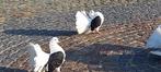 Koppel Amerikaanse zwartschild pauwstaarten, Animaux & Accessoires, Oiseaux | Pigeons