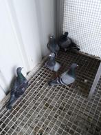 pigeons de voyage, Pigeon voyageur, Plusieurs animaux