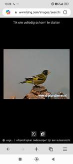 Gezocht zwartkopgroenvinken, Dieren en Toebehoren, Vogels | Overige Vogels